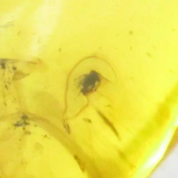 Owad w bursztynie i srebro - wisiorek