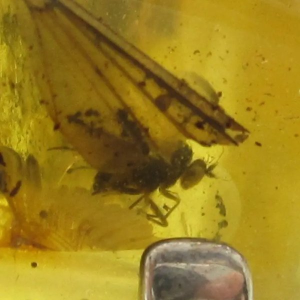 Bursztyn przezroczysty z inkluzjami i srebro - pierścionek z owadami, roślinami i pęcherzykami powietrza