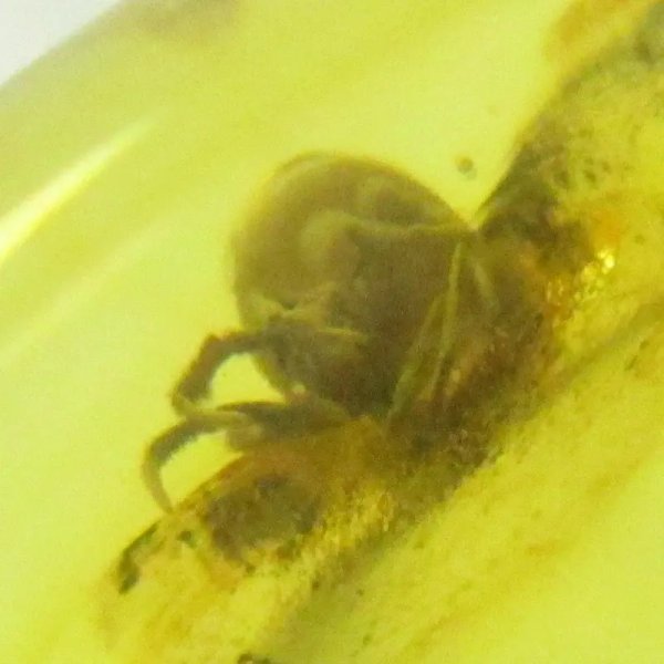 Bursztyn z inkluzją, pająkiem i srebro oksydowane - zawieszka