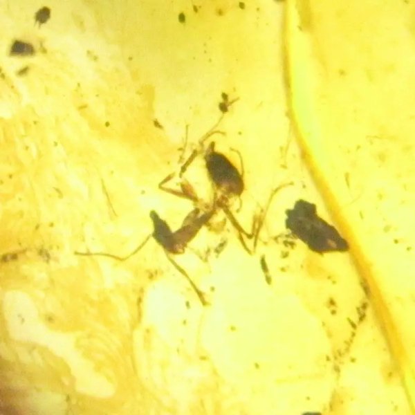 Bursztyn z inkluzjami (mrówka,mucha) , srebro oksydowane 