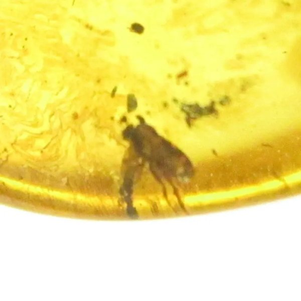 Bursztyn z inkluzjami (mrówka,mucha) , srebro oksydowane 