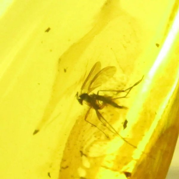 Bursztyn z komarem łza 41x23x13 mm