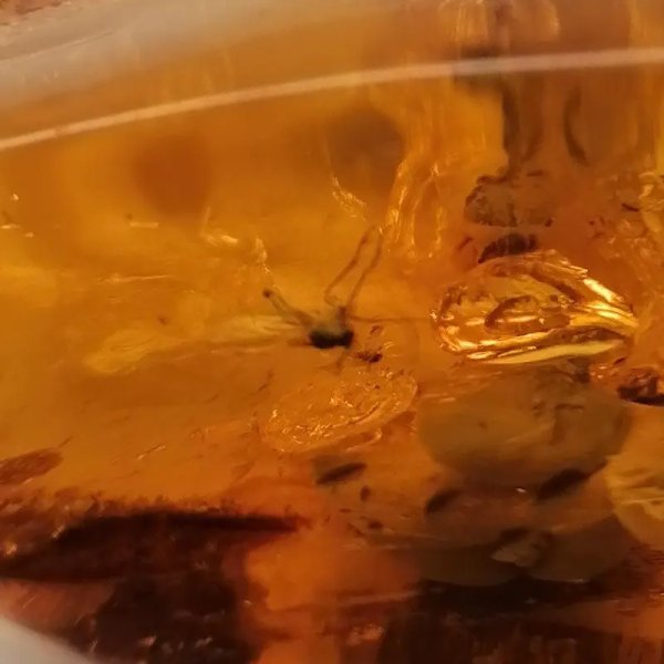 Owady, inkluzje roślinne w bursztynie i srebro - wisiorek z rzemieniem