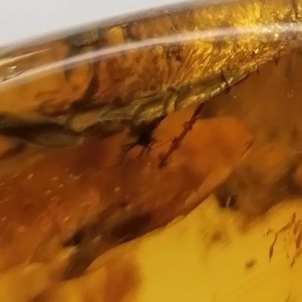 Owady, inkluzje roślinne w bursztynie i srebro - wisiorek z rzemieniem