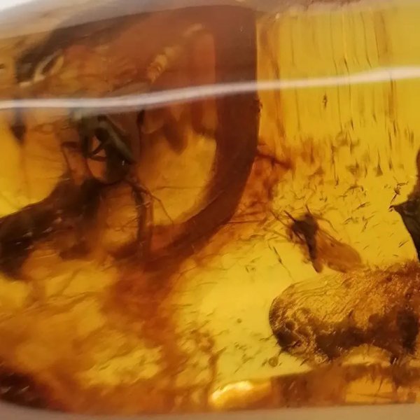 Owady, inkluzje roślinne w bursztynie i srebro - wisiorek z rzemieniem