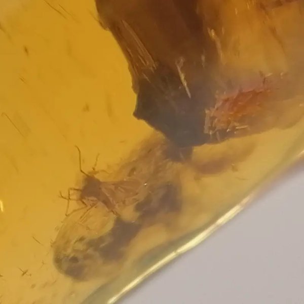 Owady, inkluzje roślinne w bursztynie i srebro - wisiorek z rzemieniem