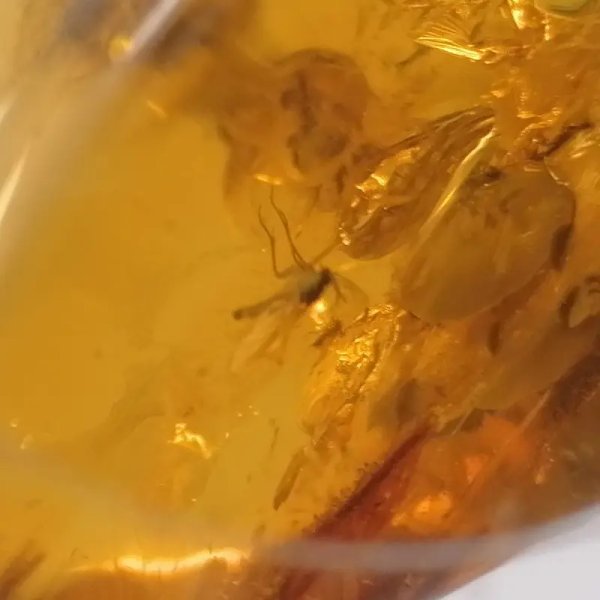 Owady, inkluzje roślinne w bursztynie i srebro - wisiorek z rzemieniem