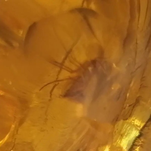 Owady, inkluzje roślinne w bursztynie i srebro - wisiorek z rzemieniem