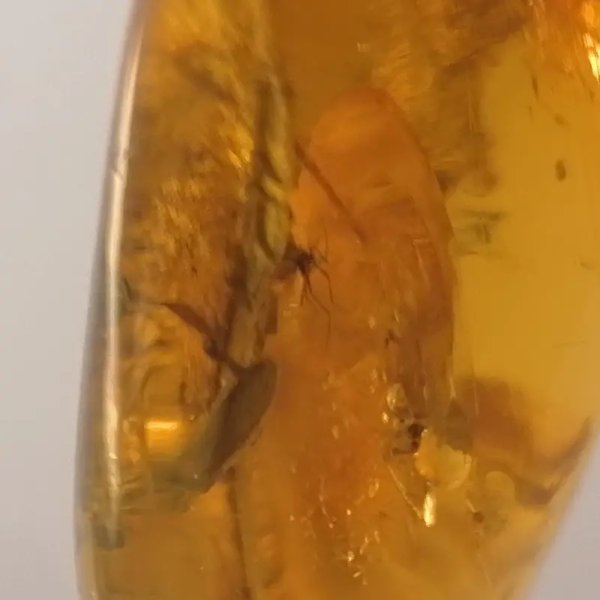 Owady, inkluzje roślinne w bursztynie i srebro - wisiorek z rzemieniem