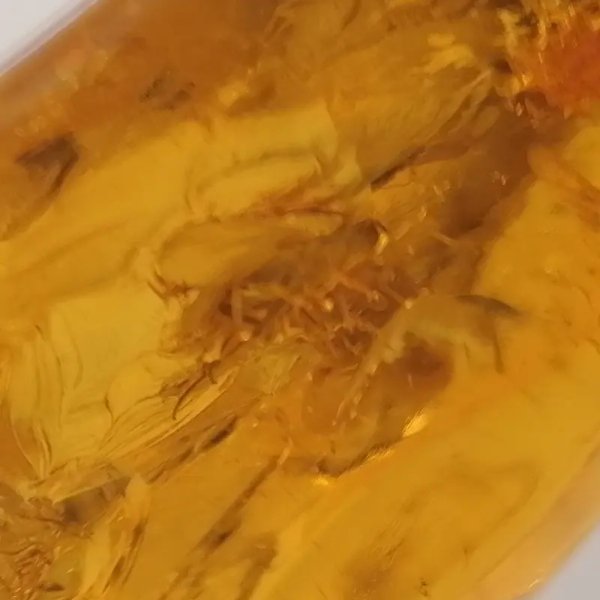 Owady, inkluzje roślinne w bursztynie i srebro - wisiorek z rzemieniem