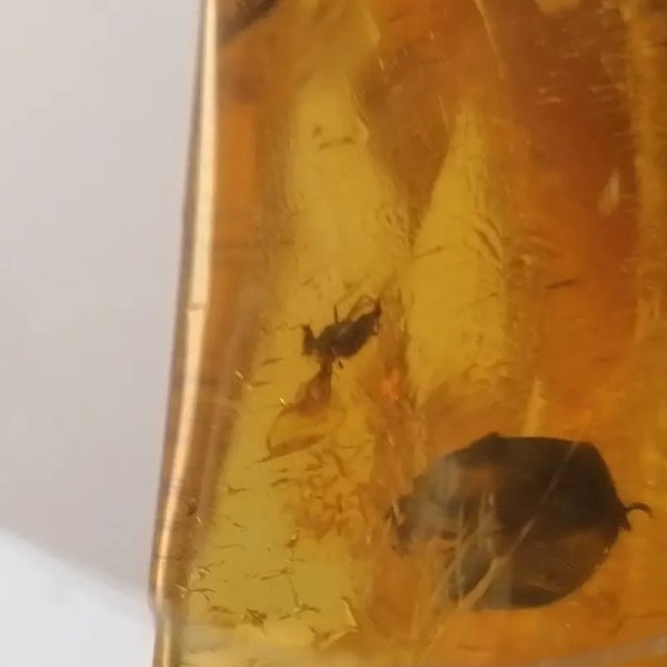 Owady, inkluzje roślinne w bursztynie i srebro - zawieszka z rzemieniem