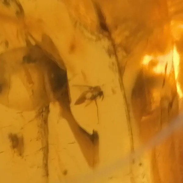 Owady, inkluzje roślinne w bursztynie i srebro - zawieszka z rzemieniem