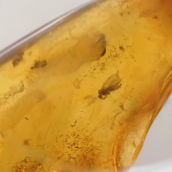 Owady, inkluzje roślinne w bursztynie i srebro - wisiorek z rzemieniem