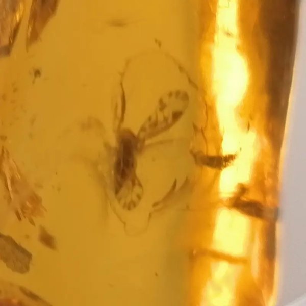 Owady, inkluzje roślinne w bursztynie i srebro - wisiorek z rzemieniem