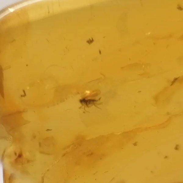 Owady, inkluzje roślinne w bursztynie i srebro - zawieszka z rzemieniem