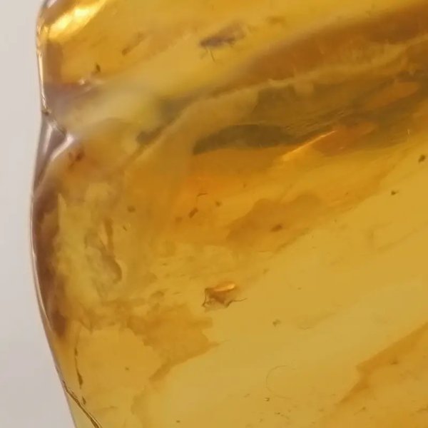 Owady, inkluzje roślinne w bursztynie i srebro - zawieszka z rzemieniem