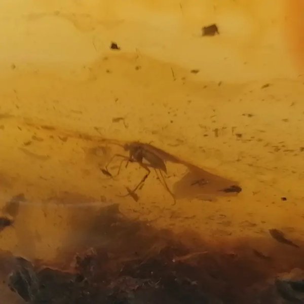 Owady, inkluzje roślinne w bursztynie i srebro - zawieszka z rzemieniem