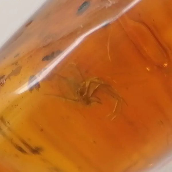 Pająk, inkluzje roślinne w bursztynie i srebro - wisiorek z rzemieniem