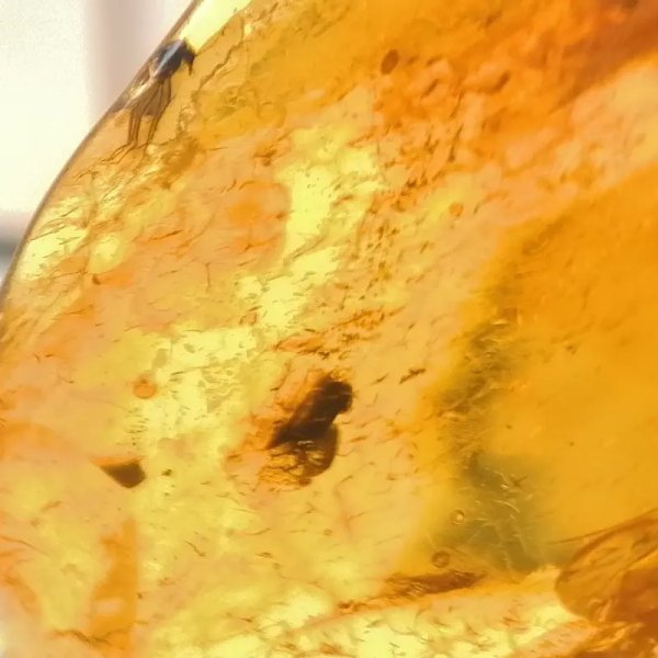 Owady, inkluzje roślinne w bursztynie i srebro - zawieszka z rzemieniem