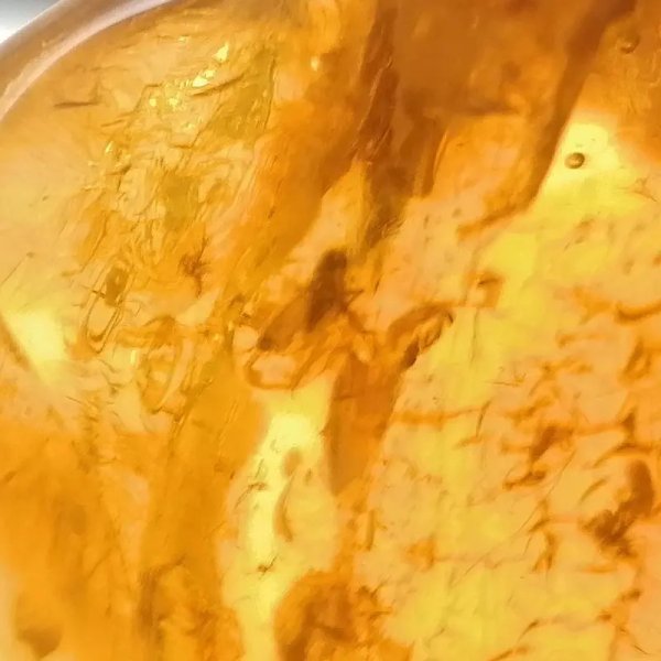 Owady, inkluzje roślinne w bursztynie i srebro - zawieszka z rzemieniem