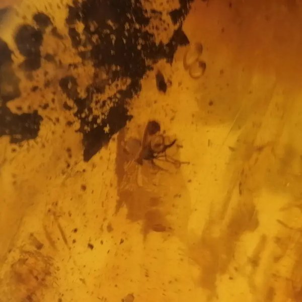 Owady, inkluzje roślinne w bursztynie i srebro - zawieszka z rzemieniem