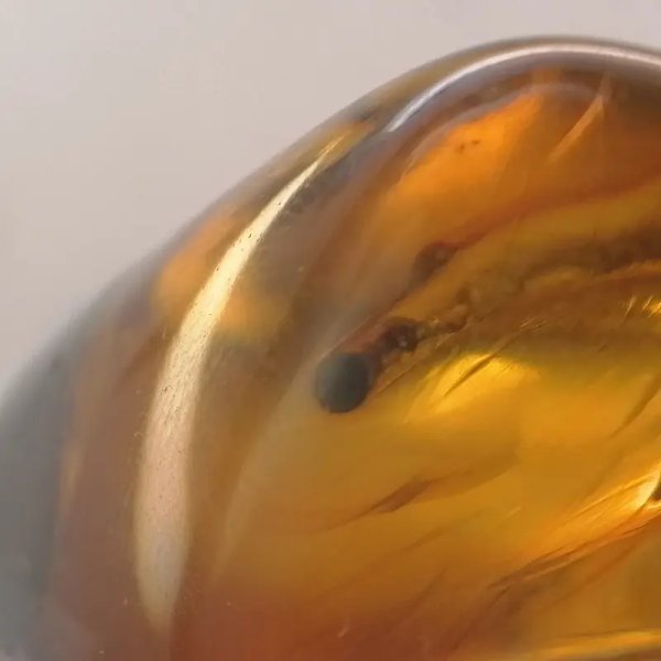 Łodygi traw w przezroczystym bursztynie 78,5x57x22 mm