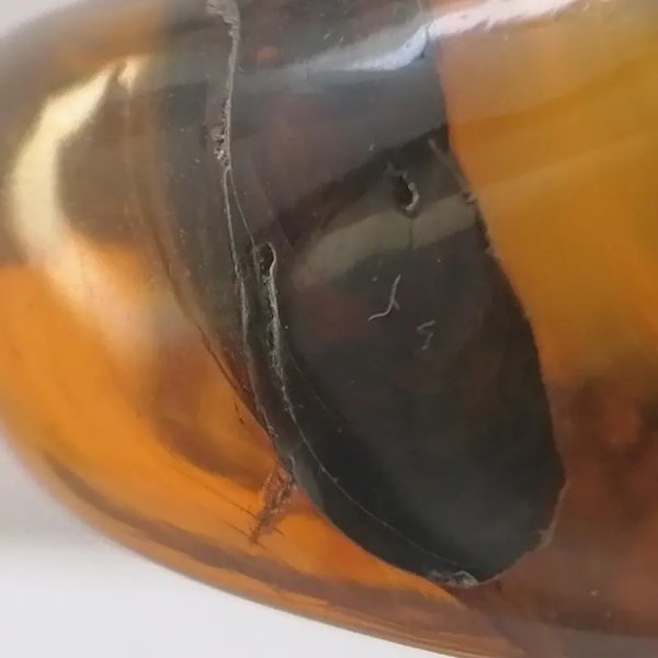 Łodygi traw w przezroczystym bursztynie 78,5x57x22 mm