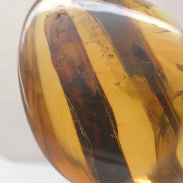 Łodygi traw w przezroczystym bursztynie 78,5x57x22 mm