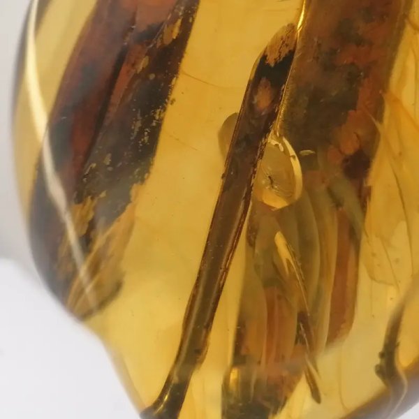 Łodygi traw w przezroczystym bursztynie 78,5x57x22 mm