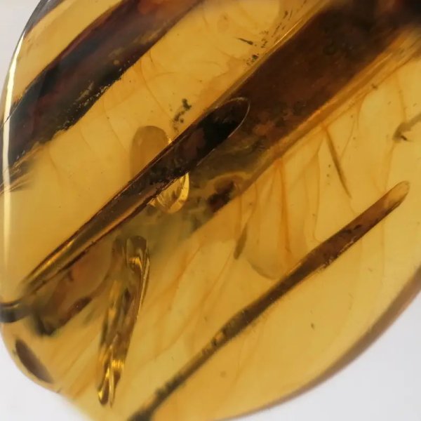 Łodygi traw w przezroczystym bursztynie 78,5x57x22 mm