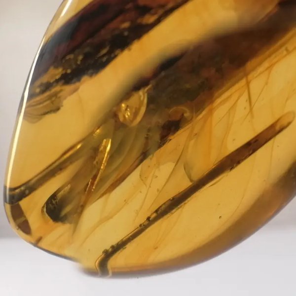 Łodygi traw w przezroczystym bursztynie 78,5x57x22 mm