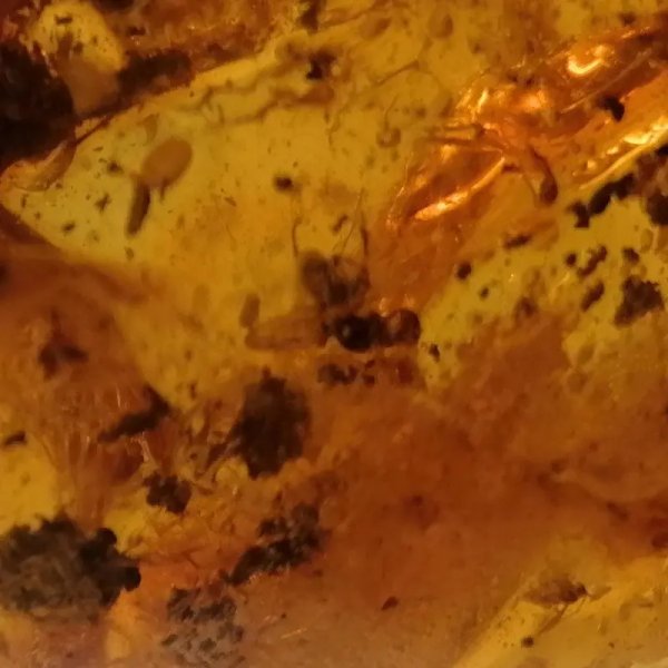 Owady, inkluzje roślinne w bursztynie i srebro - wisiorek z rzemieniem