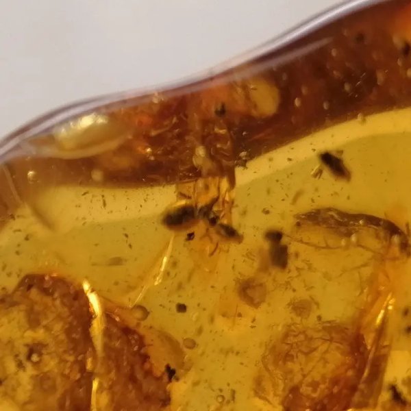 Owady, inkluzje roślinne w bursztynie i srebro - wisiorek z rzemieniem