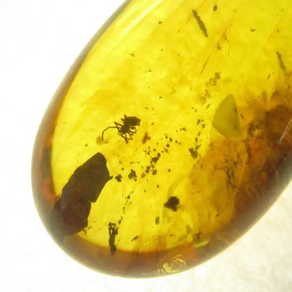 Pająk w przezroczystym bursztynie i srebro - zawieszka z rzemieniem