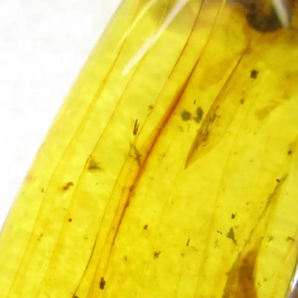 Pająk w przezroczystym bursztynie i srebro - zawieszka z rzemieniem