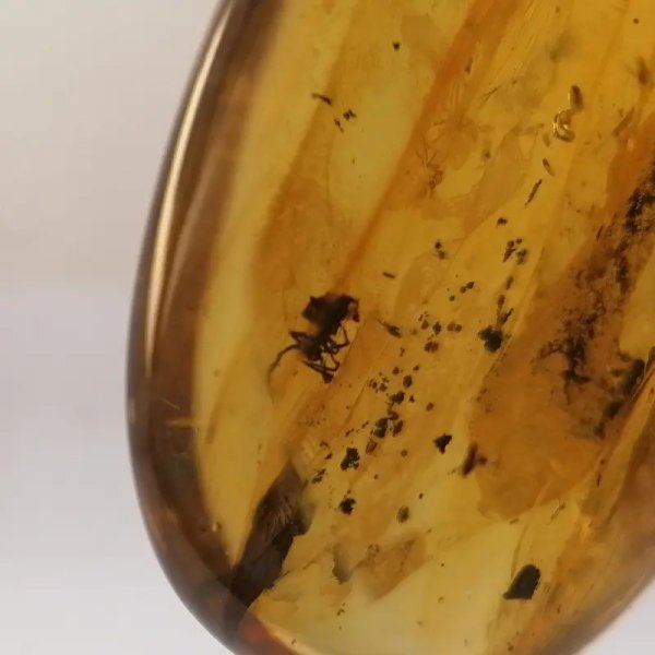 Pająk w przezroczystym bursztynie i srebro - zawieszka z rzemieniem