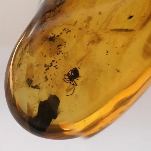Pająk w przezroczystym bursztynie i srebro - zawieszka z rzemieniem