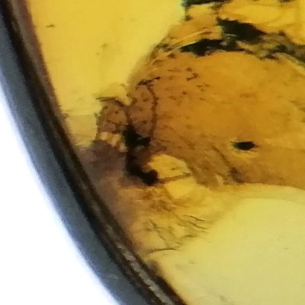 Mrówka i komar w przezroczystym bursztynie i srebro - zawieszka z rzemieniem