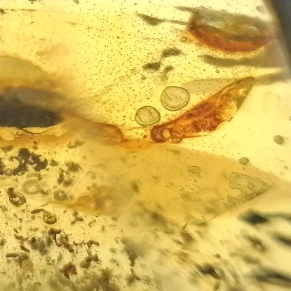 Żuk w przezroczystym bursztynie i srebro - zawieszka z rzemieniem