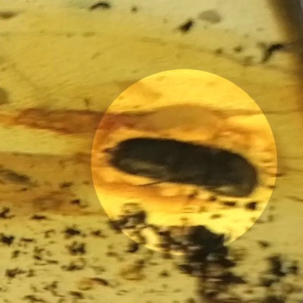 Żuk w przezroczystym bursztynie i srebro - zawieszka z rzemieniem