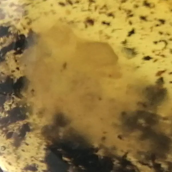 Żuk w przezroczystym bursztynie i srebro - zawieszka z rzemieniem