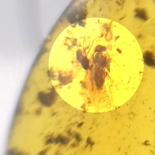 Mucha, Kawałek liścia w bursztynie i srebro - zawieszka