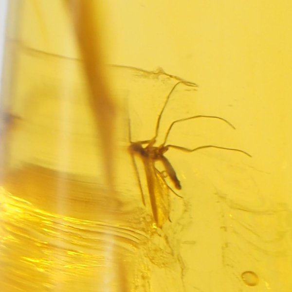 Komar, pęcherzyki powietrza w transparentnym bursztynie i srebro oksydowane - zawieszka z rzemieniem