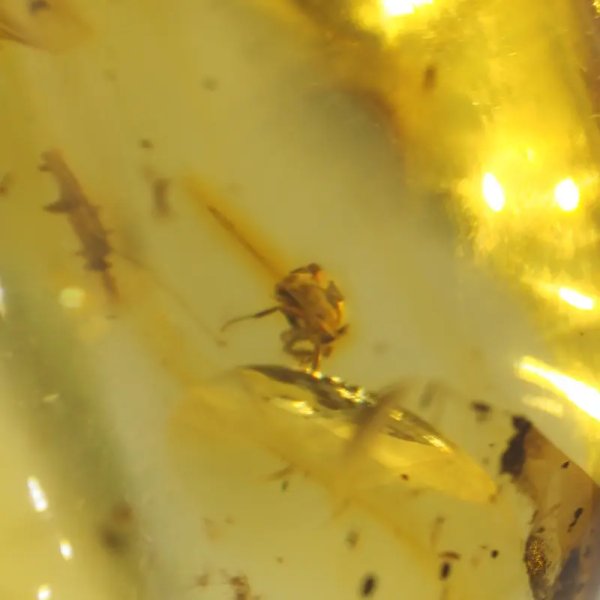 Mrówki w transparentnym bursztynie i srebro oksydowane - zawieszka z rzemieniem