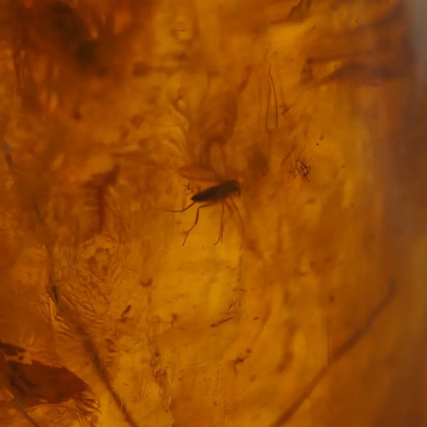 Owady w bursztynie (muchy i komary) i srebro - wisiorek z rzemieniem