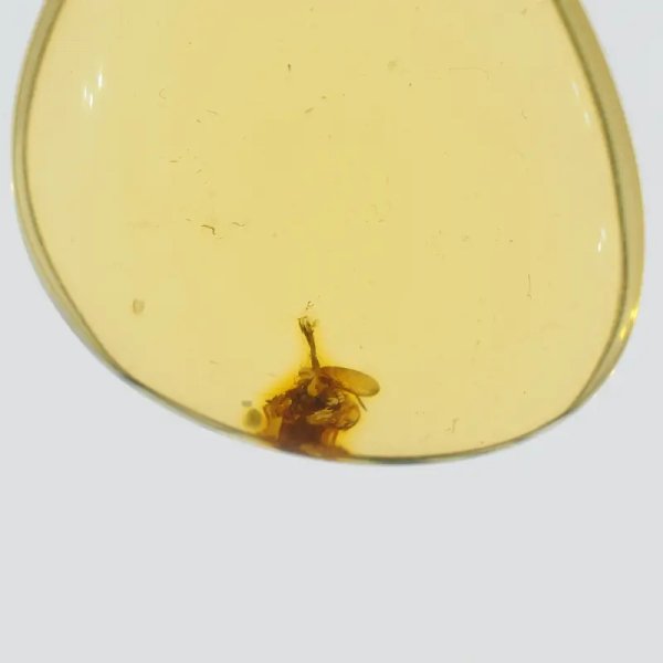 Bursztyn przezroczysty, szczątki roślinne i srebro oksydowane - zawieszka łza