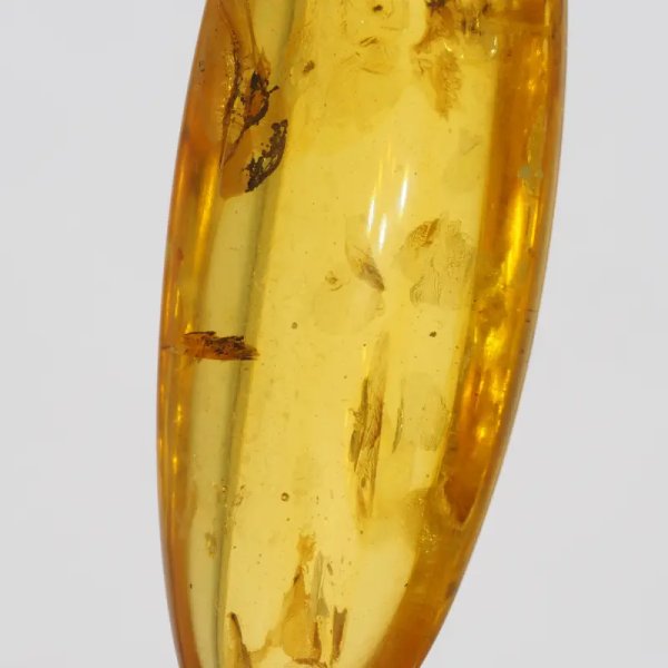 Szczątki organiczne w transparentnym bursztynie i srebro - naszyjnik na rzemieniu