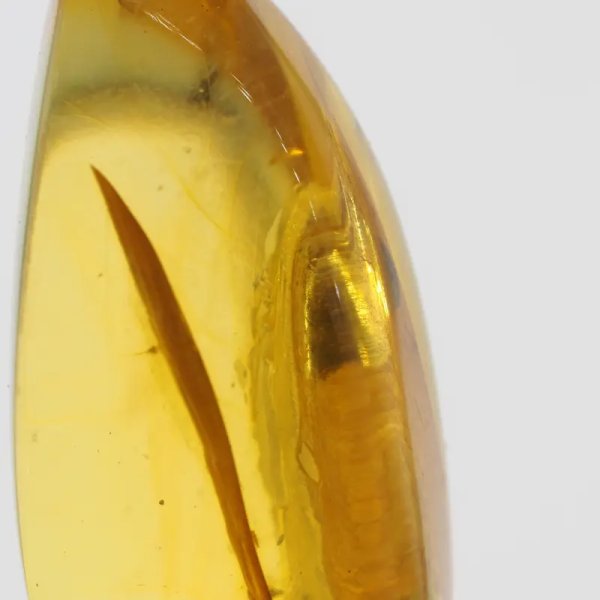 Szczątki roślinne w transparentnym bursztynie i srebro oksydowane - naszyjnik na rzemieniu