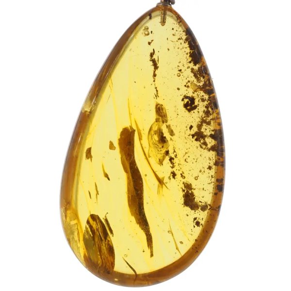 Szczątki organiczne w transparentnym bursztynie i srebro - naszyjnik na rzemieniu