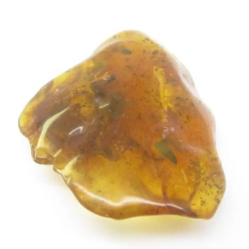 Owady w bursztynie 54x47x13 mm